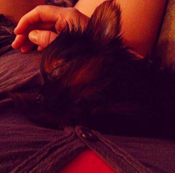 She's so sweet, when she sleeps... 🐶💜 #wcw #phiphi #puppylove