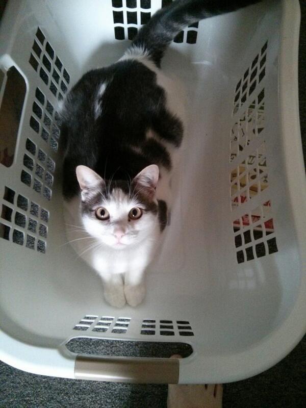 HoboLurker's tweet photo. Baby no you won't like where that basket's going... http://t.co/JhpEUKVCsN