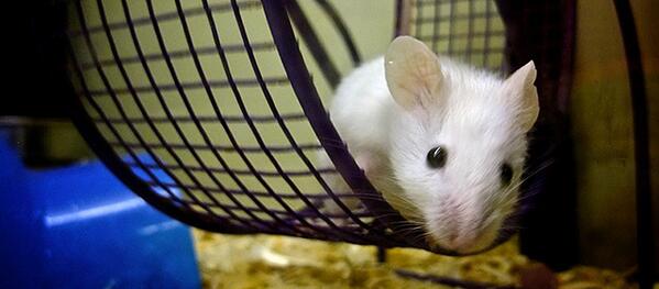 La verità è che i topi corrono nella ruota semplicemente perché gli piace un sacco
ilpost.it/2014/05/22/top…