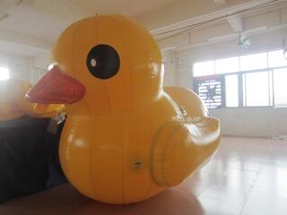 Phileas may have some little ducklings to keep him company !! #extremeduckracing #fun #duckracing #itsliverpool
