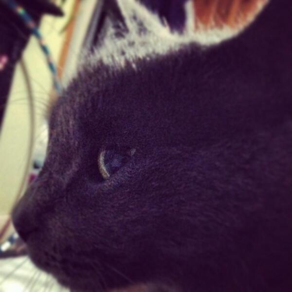 fever_house's tweet photo. My morning wake up cat has arrive, suppose it's time to get up then... #cats #mornings #love http://t.co/KbCKqf55nJ