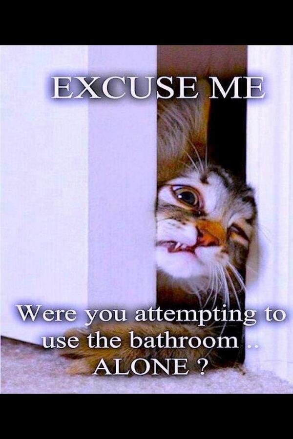 PortMelbPom's tweet photo. “@cat_lister: @PortMelbPom #Buddy http://t.co/00HY88rL2w” so true!