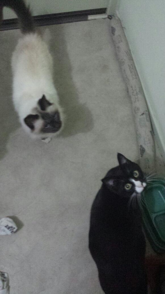 inkylu79 tweet picture