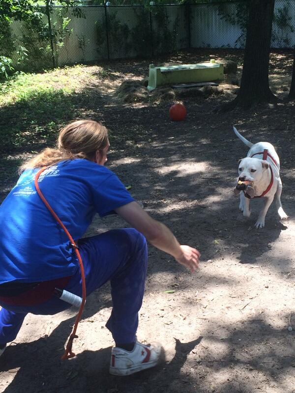 PetHelpers's tweet photo. Fun times in the yard yesterday with Jake and Lincoln! #PetHelpers #AdoptPH http://t.co/SQNpfIl1oi