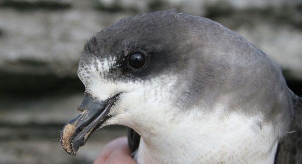 smartseaschool's tweet image. Worlds rarest bird Cahow Petrel spotted off #CelticVoyager @MarineInst @BirdWatchIE @IWDGnews bit.ly/1jXYtRj