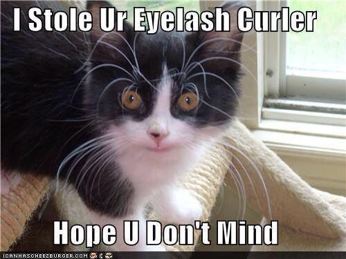 iamalive41's tweet photo. 🐱 http://t.co/2qd9T3CXmH