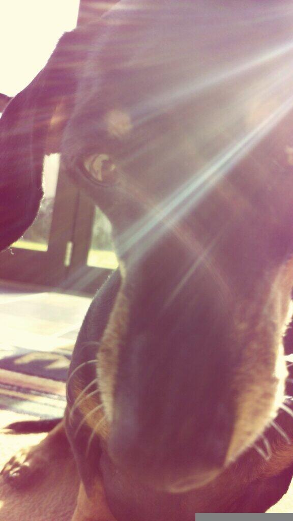 Meg_foord's tweet photo. When your dog takes a better selfie than you.. http://t.co/2kpbzZa6M2