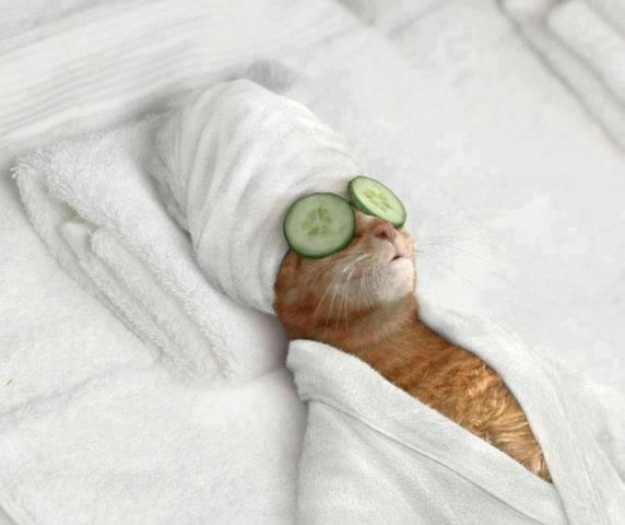 buyagift's tweet photo. Follow &amp; RT to WIN this Pampering Gift Voucher: http://t.co/YKpy7YL5UD (image via @boredpanda, credits unknown) http://t.co/0Js9vYKSep