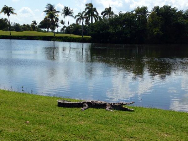 Some of the hazards you fine playing @crandongolf #miami #golf @GolfMiamiDade