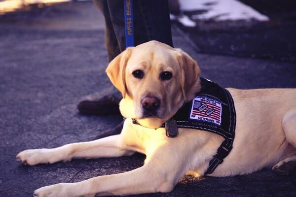 Service Dogs America tweet media