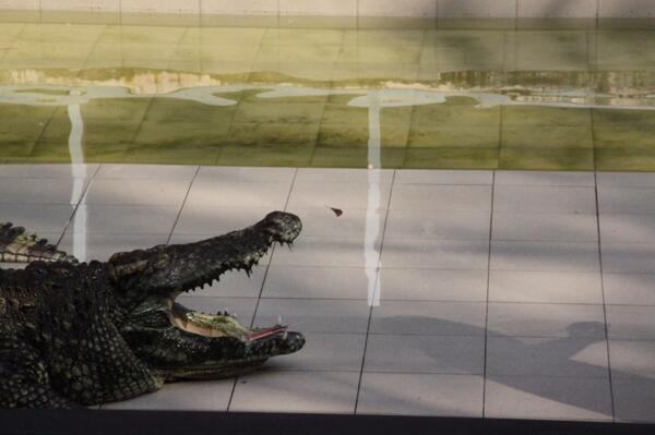 UrbanRedCarpet's tweet photo. Thomas Lamadieu peux-tu clasher ce crocodile ? #clashmyphoto @Converse http://t.co/nioouVf9LN