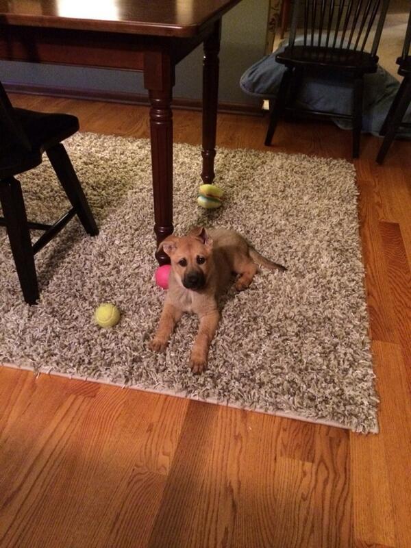shraderterri's tweet image. Newest member of the Shrader family #sweetpuppy #Mayah #sourceofjoy