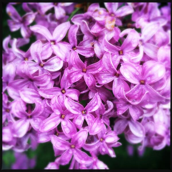 editionsprint's tweet photo. #lilacs in full glory #roc #rochester http://t.co/DQqsmuGcdD