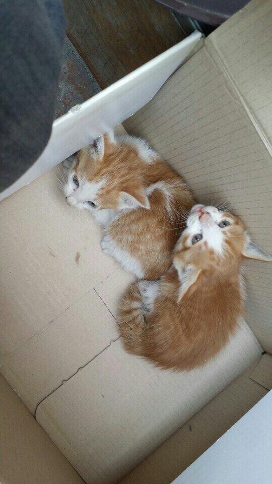 withanimal79's tweet photo. 철거현장에서 놀란어미가 미처 데려가지못한 꼬물이들.. 제가임보중이지만 이미 저희집엔 네마리 멍이들이있어 임보 입양하실분을 찾아요
급해요ㅠㅠ http://t.co/ldZZJz41NU
