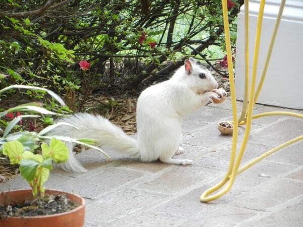 Judy Pierce, Author tweet media