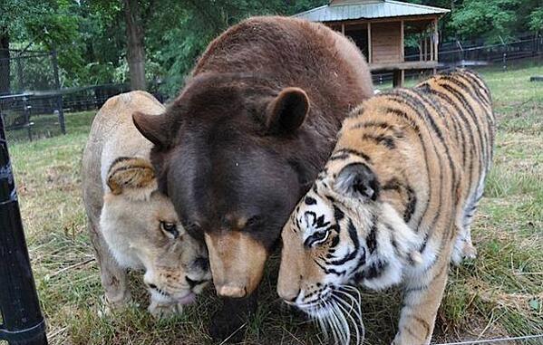 Daily_MailUS's tweet photo. Leo the lion, Baloo the bear and Shere Khan the tiger are BFFs http://t.co/5x9mKgaIsD http://t.co/18hSTkZG0l
