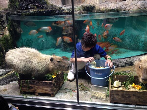 Mikitty 鳥羽水族館 前にいた女の子たちが かわいー と写メをパシャパシャ カピバラにエサやってる飼育員のお兄さんがイケメンだった お兄さんを撮ってたらしい 私もだけど だが肝心の顔が撮れてないw Http T Co Cqrbscy33u