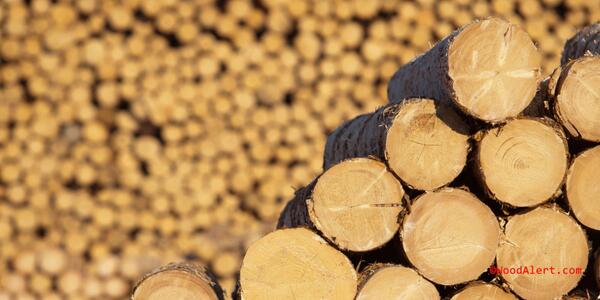 Woodalert's tweet photo. Switzerland - stable logs prices
http://t.co/KCNSlGvUip
#woodalert, #logs, #coniferous, #hardwood, #softwood, http://t.co/vIJObUnJHw