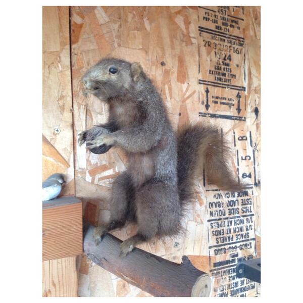 MarkSeacat's tweet photo. So bad, yet so difficult to resist.  @CrapTaxidermy http://t.co/cAIOZrAo0r