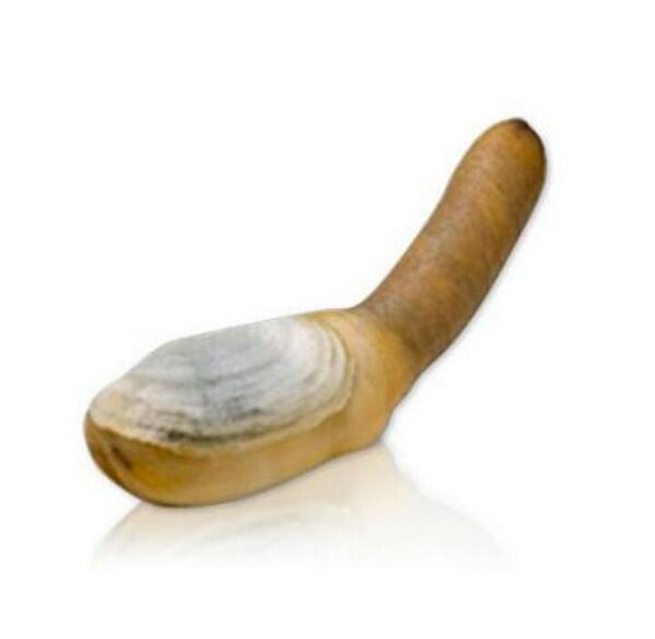 硬骨魚類 アメリカナミガイが銀魂のチコン貝にしか見えない 写真掲載元 Http T Co Pfl0wcrotw Http T Co H45gkps5uh