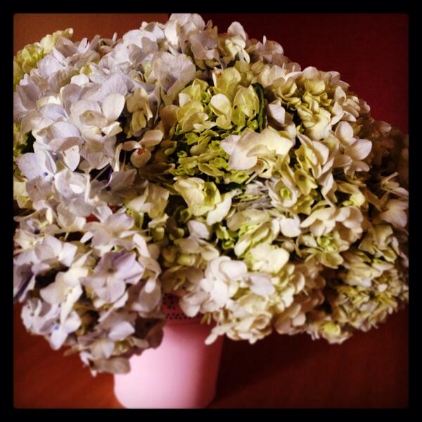 diancore's tweet photo. Ame mis #hortensias gracias mi amor @1sratorres http://t.co/TRRemuU5FE