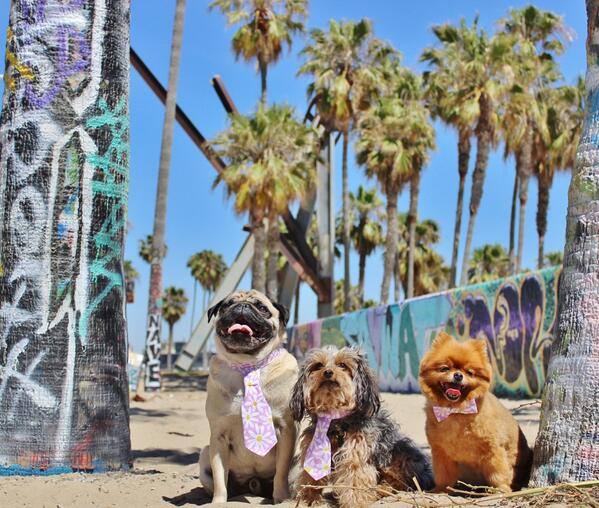 Smile.laugh.play.wear Ruff ties! #TieOneOne #PetFashion #RuffTies  @venicepug #ChiChiLitttles