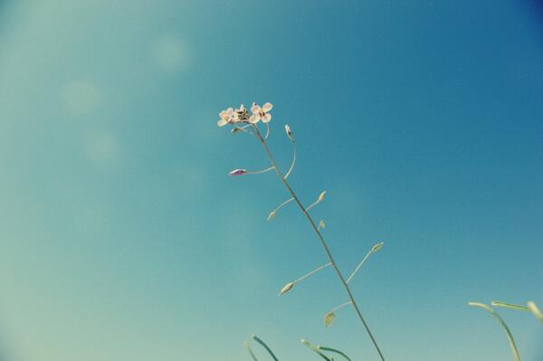 pic_alkharj's tweet photo. Beauty looks like a rose 😍 canon d600 http://t.co/hHVRvVyaEe
