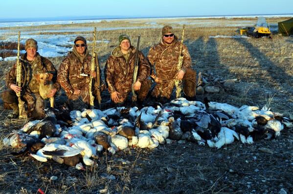 WildWingOutdrs's tweet photo. We hammered 91 snows on the tundra last weekend!!!  @Cabelas @KayleesOutdoors @KrystalPistolKP @Cabelas @RNTCalls http://t.co/OzBOcDEMdG