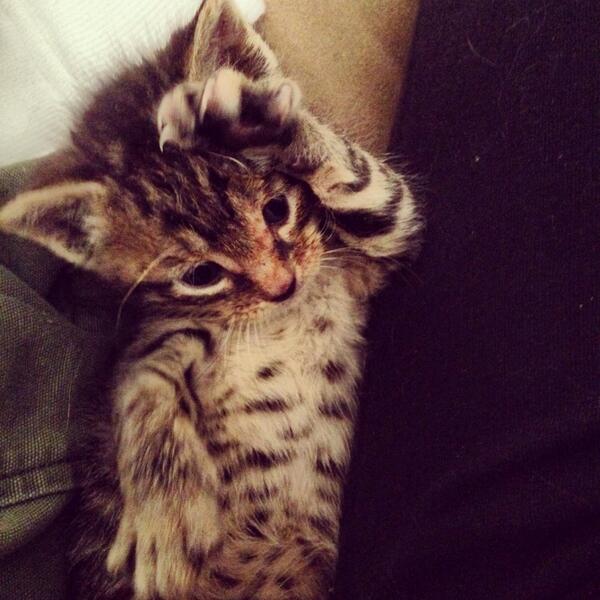 Our 4 week old #foster bundle of cuteness #ittybittykitty He looks and acts like a baby #bobcat