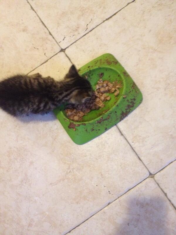 From not eating at all to eating like a little monster! This is why fostering saves lives!