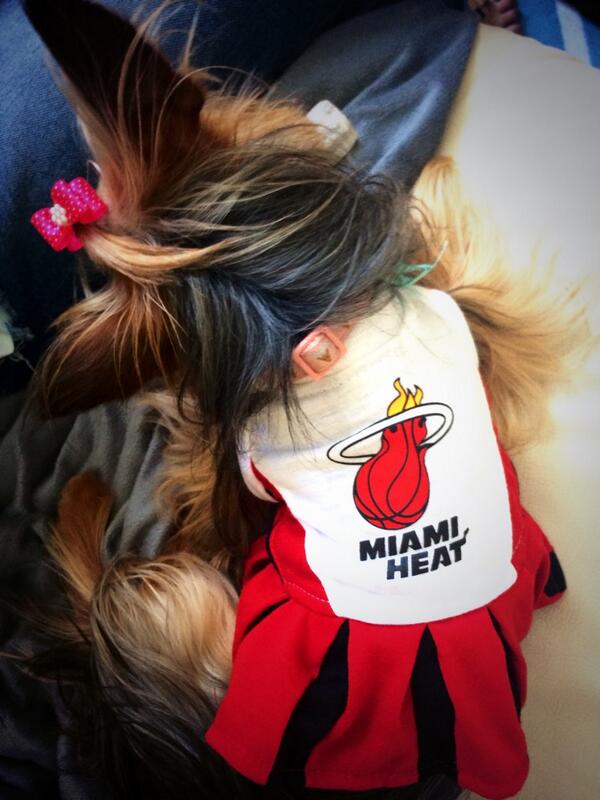 BambitheYorki's tweet photo. @MiamiHEAT got my new cheer outfit ready for game 3! #GoHeat #HotDog http://t.co/nv93MPpDOl