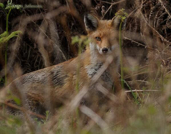 d___johnson's tweet image. Vixen skulking about.