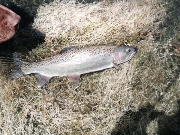 brettgessell's tweet image. When the wind messes up the hatch - go under. #forthall. #noonehere