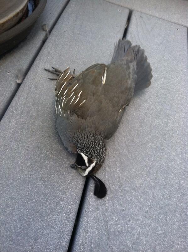 bradymickelson's tweet photo. #dgaf that window #tfm http://t.co/6u7a0dUU6q