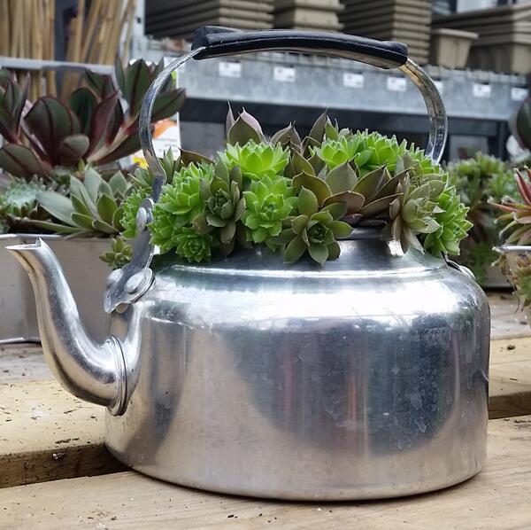 TeroldegoTomato's tweet image. I love creative containers!  Check out this adorable tea kettle! I need this! #gardenchat #creativecontainers