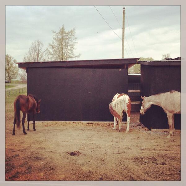 PaintingTech's tweet image. Even #horses can admire a good #painting job !