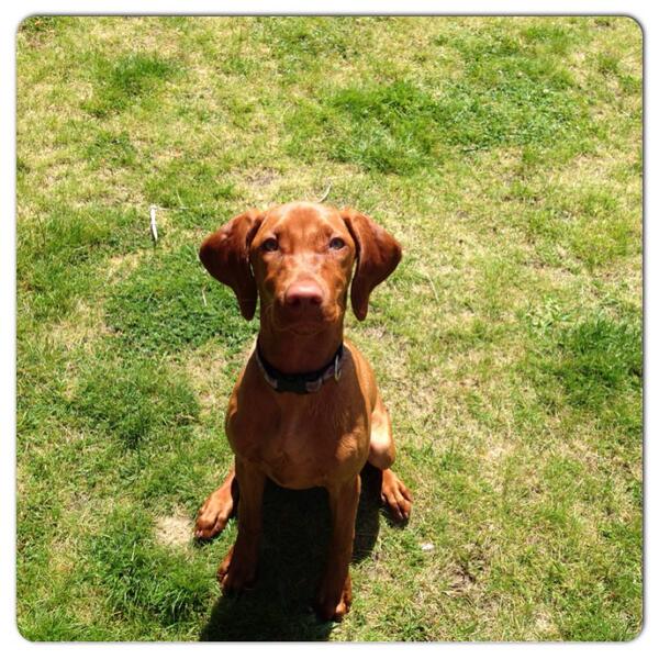 Runthosedogs's tweet image. Sweet 4 month old Ari! Vizslas are the best! #vizsla #dogrunner #dogsarefamily #lovemyjob #dogs