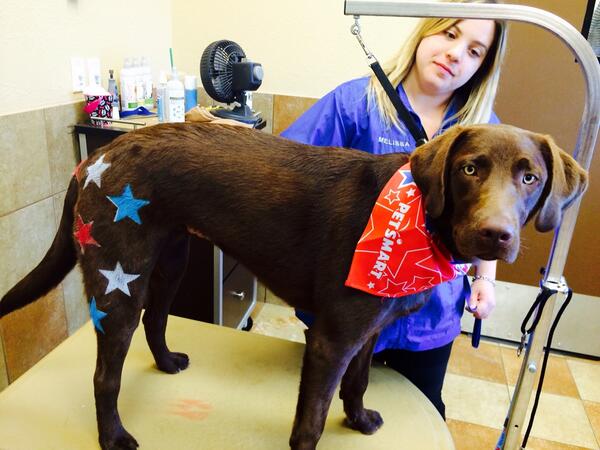 angeljamespetm's tweet photo. @PetsforPatriots @PetSmart Moose is proud to salute America's heroes! #inspiredbypets #eastpetm http://t.co/UyxcQ1Rx6Y