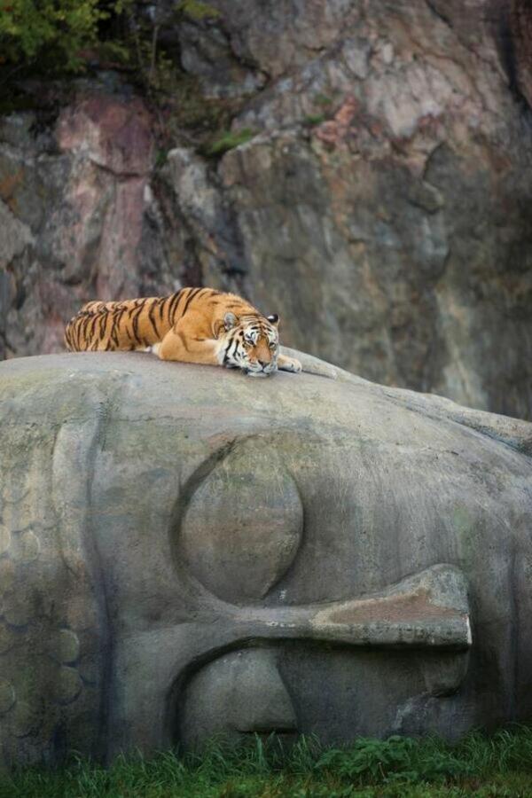 Mundokurioso's tweet photo. Tigre reposando en la cabeza de un buda http://t.co/hSNxUKmv8m