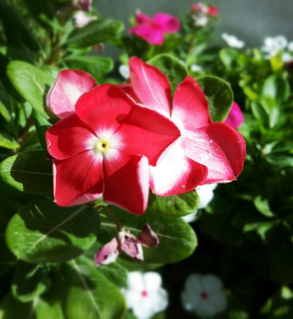 pic_alkharj's tweet photo. http://t.co/WgJl8vDWQN