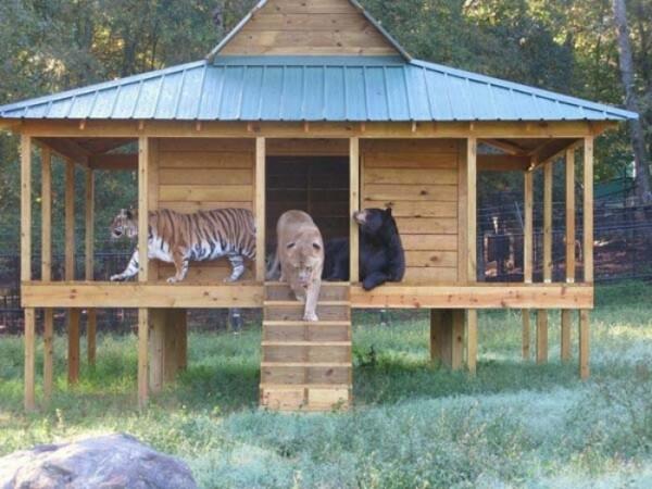 ojnc3x's tweet photo. Un oso, un tigre y un leon amigos, sin duda una historia muy peculiar digna de compartir. :)
http://t.co/Y7RtzHUxq2 http://t.co/p5oiOKdvIZ