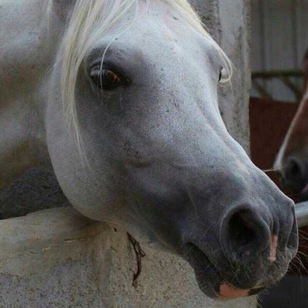 M___SOS's tweet photo. كل القصايد نبضها فيك تـدري 
وابداع شعري دايـمٍ لـك مـردّه 

،محيط حبك صار مرساه صدري
ياجـزر قلبـي ياغلاتـه ومــدَّه http://t.co/B3OUHaOIgi"