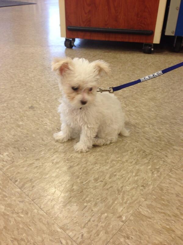 #inspiredbypets #snj #puppies!