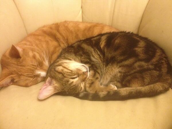 LaurenAFortune's tweet photo. Seriously, THEY HAVE BEEN ASLEEP ALL DAY ps #HelloNigel @NadiaShireen http://t.co/3xcAqE0O4D