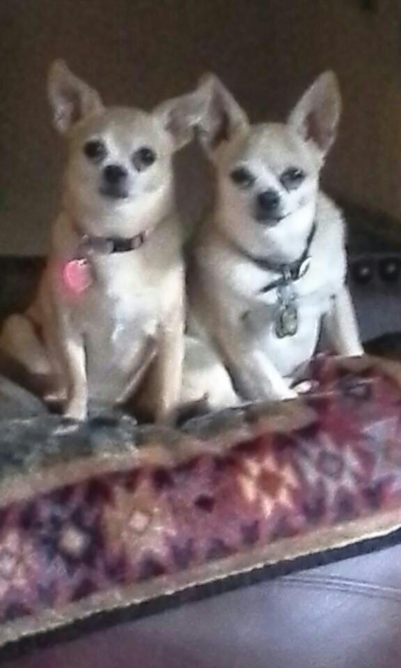 #Inspiredbypets #epetm Peanut and Bitsy have inspired me to appreciate the value of teamwork.