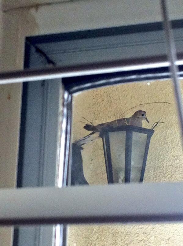 brennamedia's tweet image. The culprit. #notmakingitup #bird #HowItGotTheTopOffIDontKnow