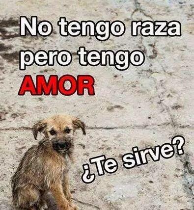 tanunicocomotu's tweet photo. Cuanta razón. #acoge #adopta http://t.co/OvIFyzlyf7