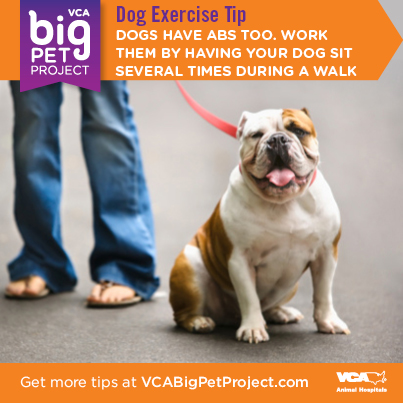 VCAPetHealth's tweet photo. #DogLovers, you'll want to RT this. More great tips here: http://t.co/AKwEEa6tKM #ExerciseDog http://t.co/i0kQUXJbnY