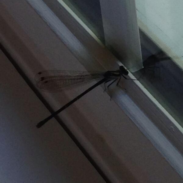 OGdukeneurosurg's tweet photo. This #bug cannot stop #gazing at its own #reflection as it #ruminates on world troubles, the #introspective #insect http://t.co/g37v6a3nCQ