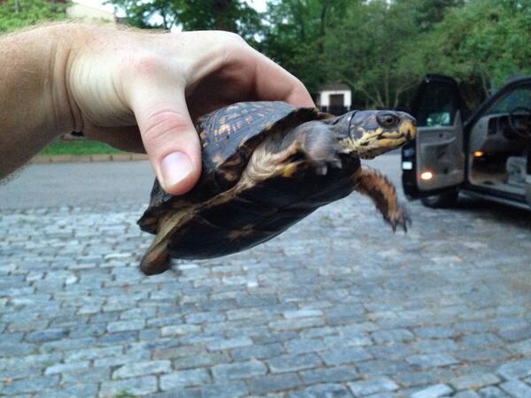 mannster71's tweet image. Came home to this guy hangin out in our drive way... #tmnt #shellpower #suddencravingforpizza